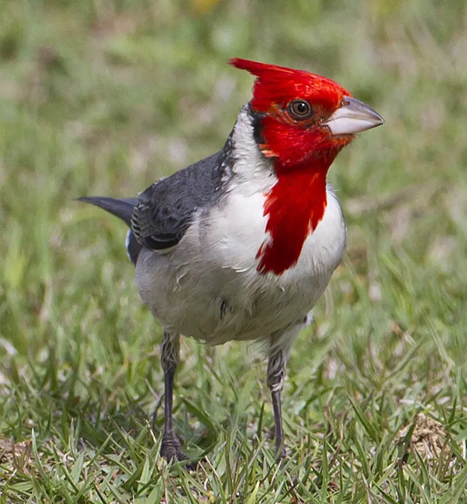 Características del cardenal común espectacular ave de canto melodioso