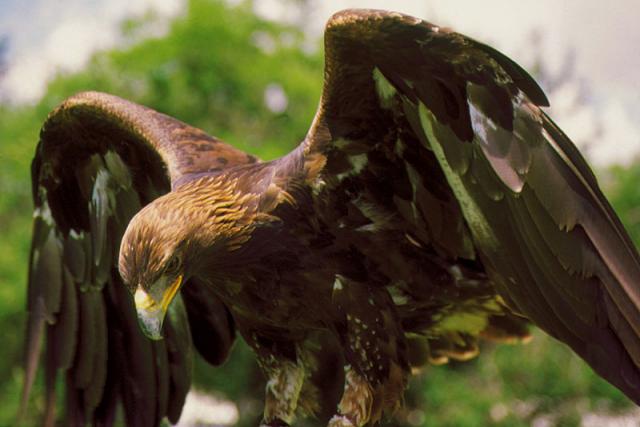 Alimentacion Del Aguila Real Todo Lo Que Debes Saber