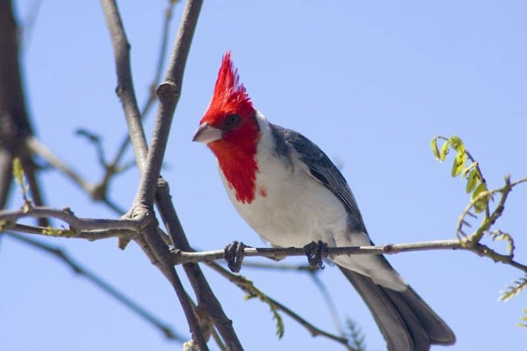 Caracter Sticas Del Cardenal N Espectacular Ave De Canto Melodioso