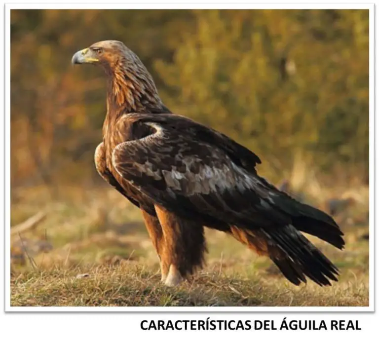 ÁGUILA REAL Características Hábitat y otros datos sobre esta especie