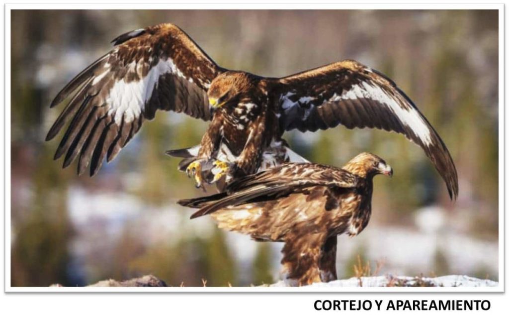 Cuantos Años Viven Las Aguilas Reales