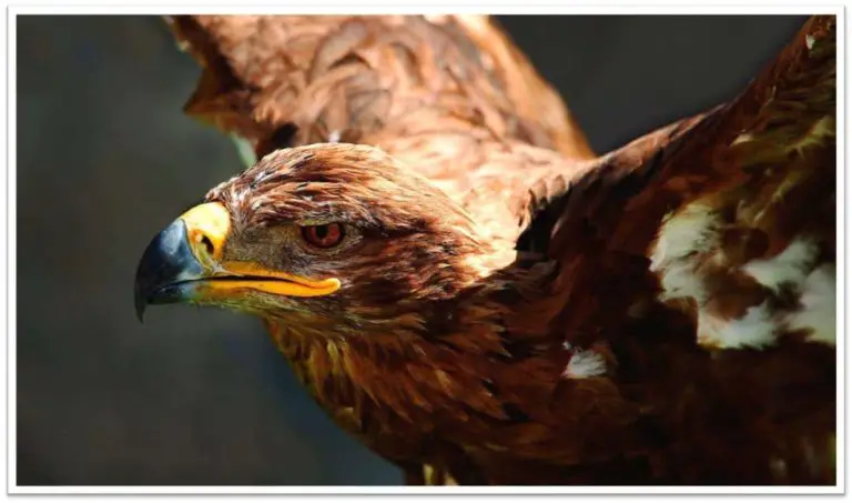 ÁGUILA REAL Características Hábitat y otros datos sobre esta especie