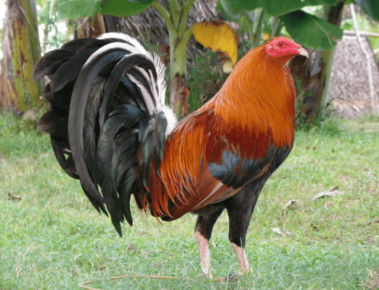 Cuantas Gallinas Entran Por Metro Cuadrado