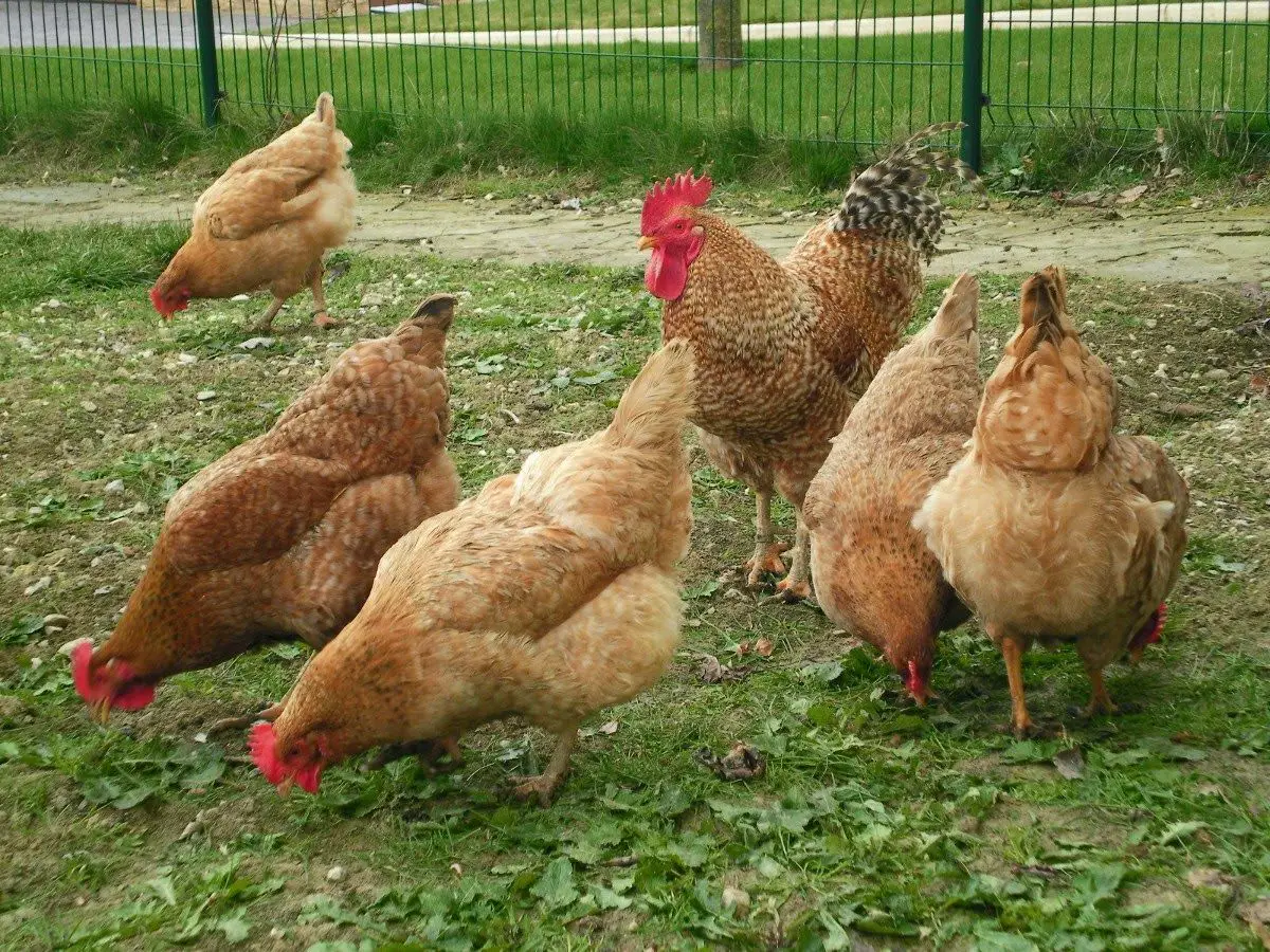 sabias que hay mas gallinas que seres humanos  en el mundo?