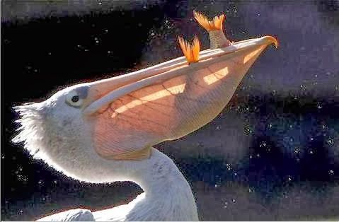 Resultat d'imatges de pelicano