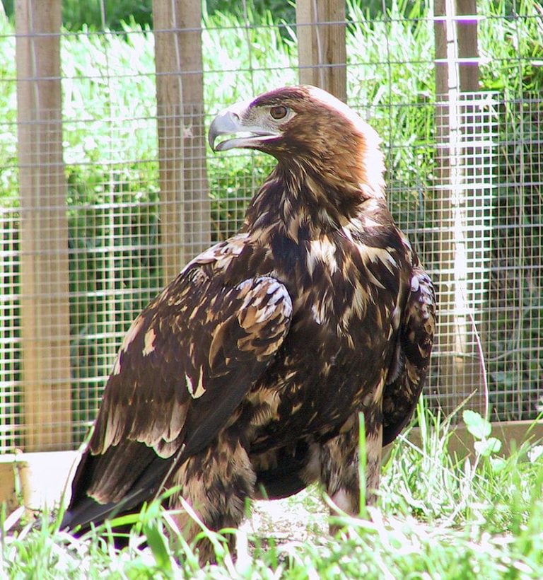 Cuantos Años Viven Las Aguilas Reales