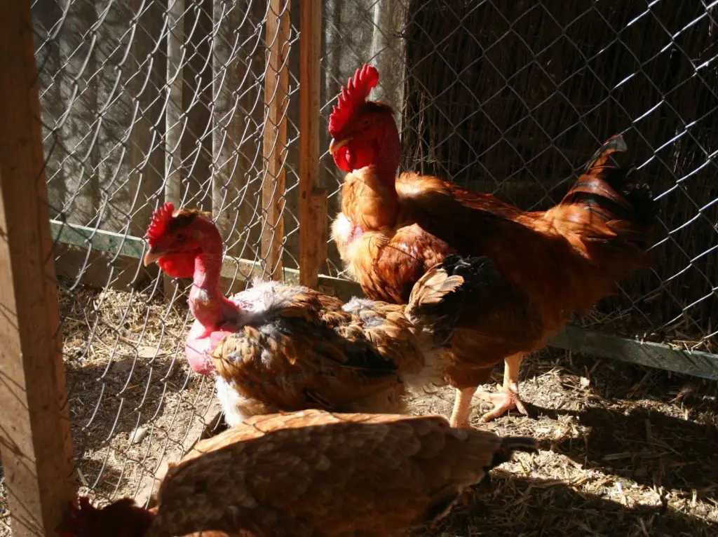 Gallinas Ponedoras Crianza Alimentaci N Razas Y M S