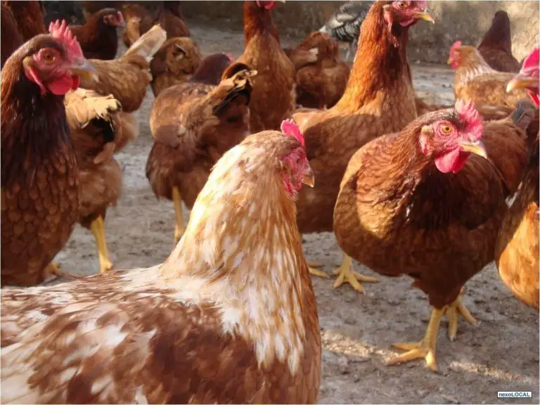 Gallinas Ponedoras Crianza Alimentaci N Razas Y M S