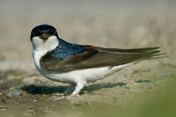 GOLONDRINA Características Migración Alimentación y más