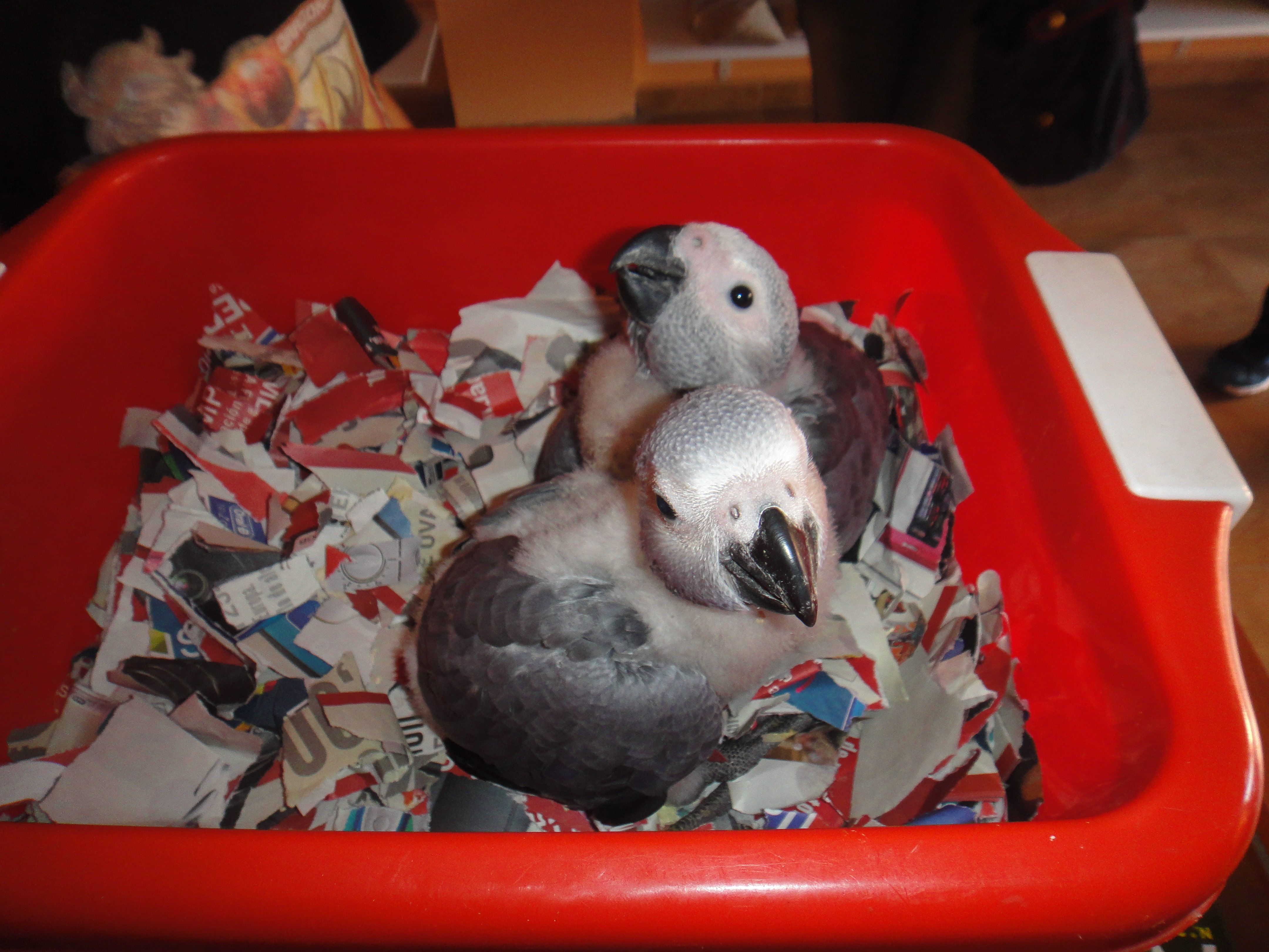 loro yaco nido