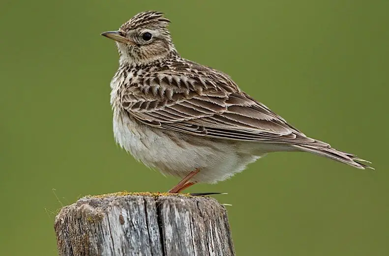 Alondras: Entérate de todo lo que tienes que saber de estas aves