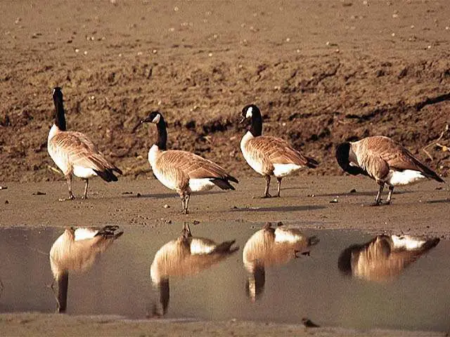 Aves Migratorias Con Celas A Todas Y Descubre Todo Sobre Ellas