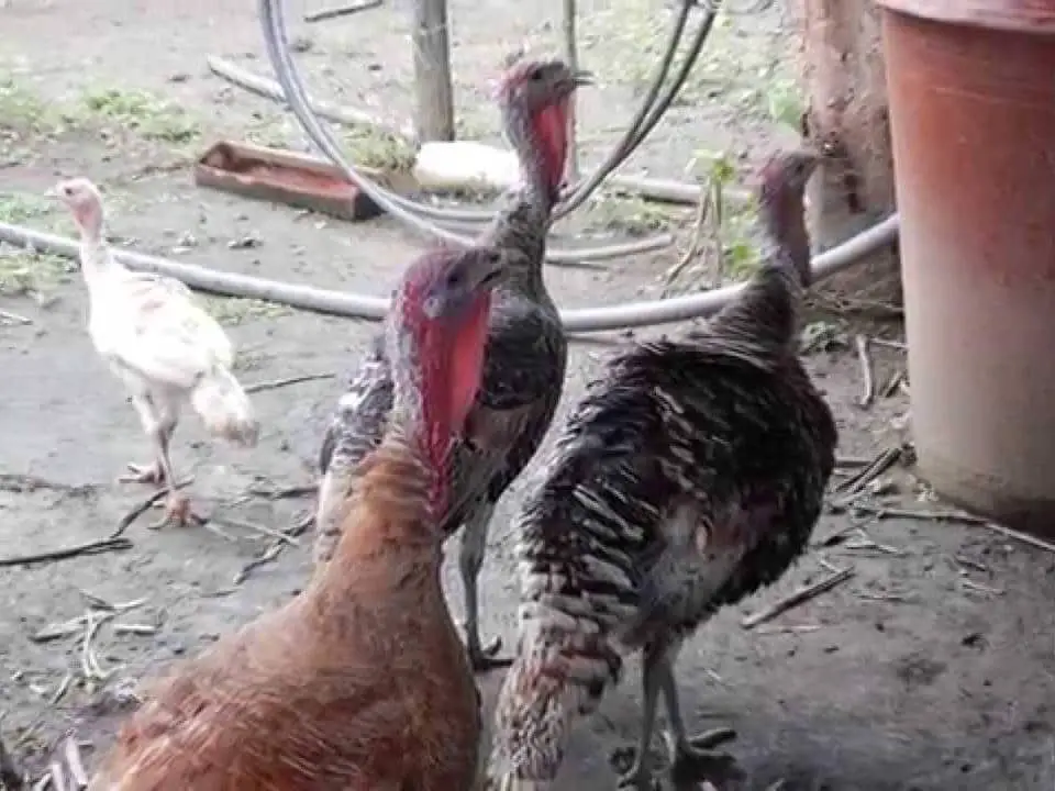 el pavo