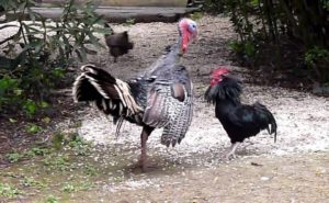 el pavo