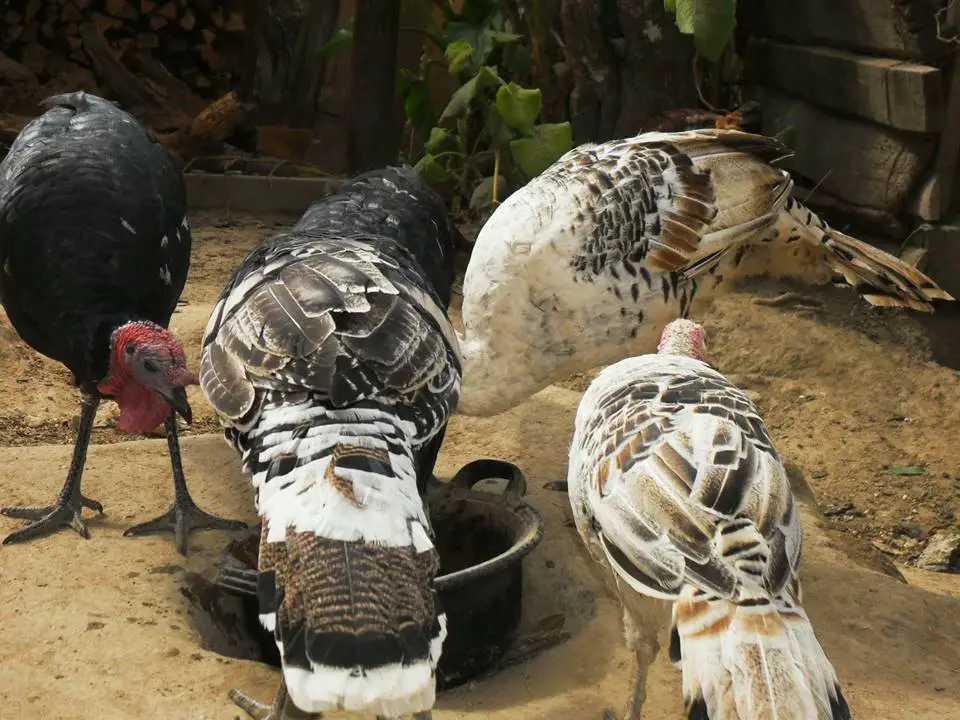 el pavo