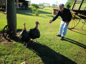 el pavo