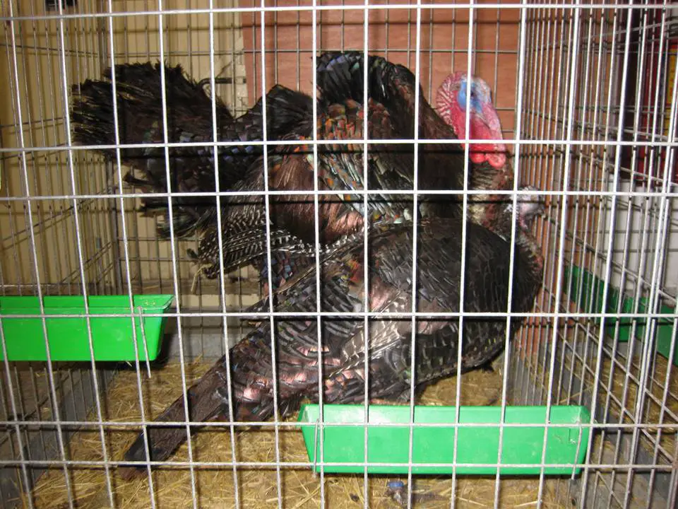 el pavo