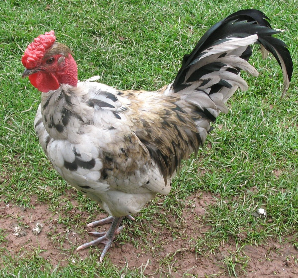 gallina-piroca-25