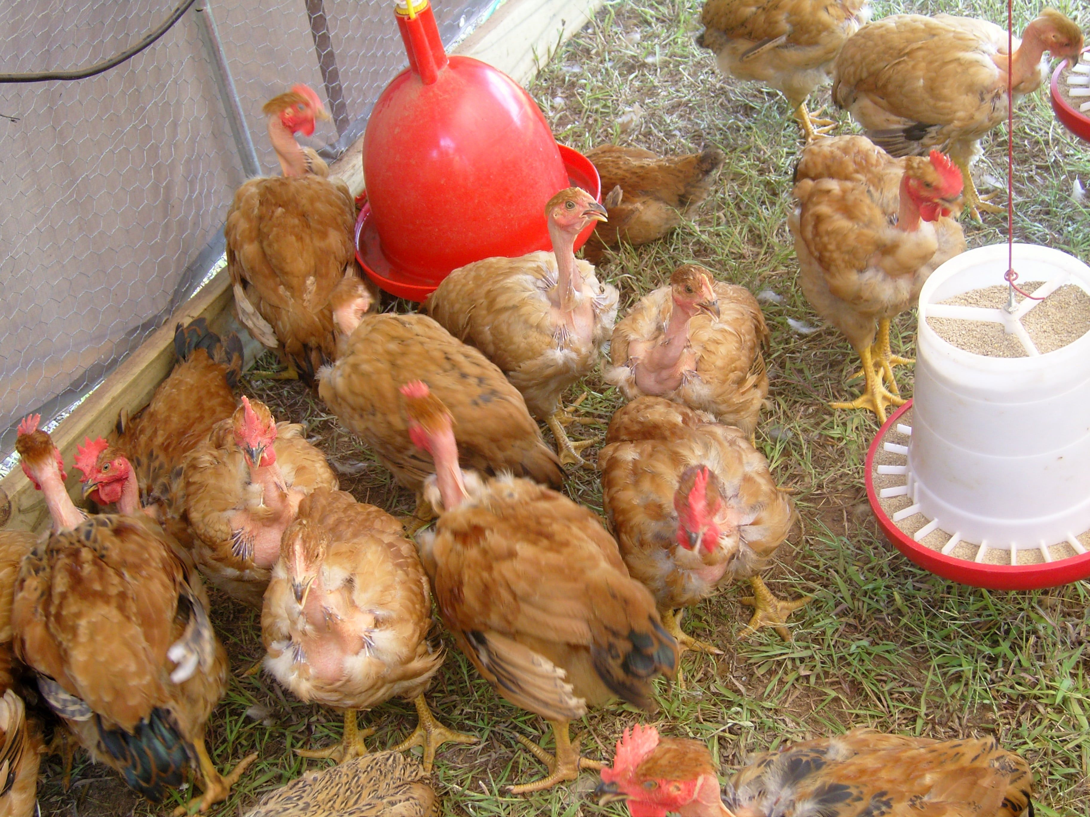 gallina piroca-7