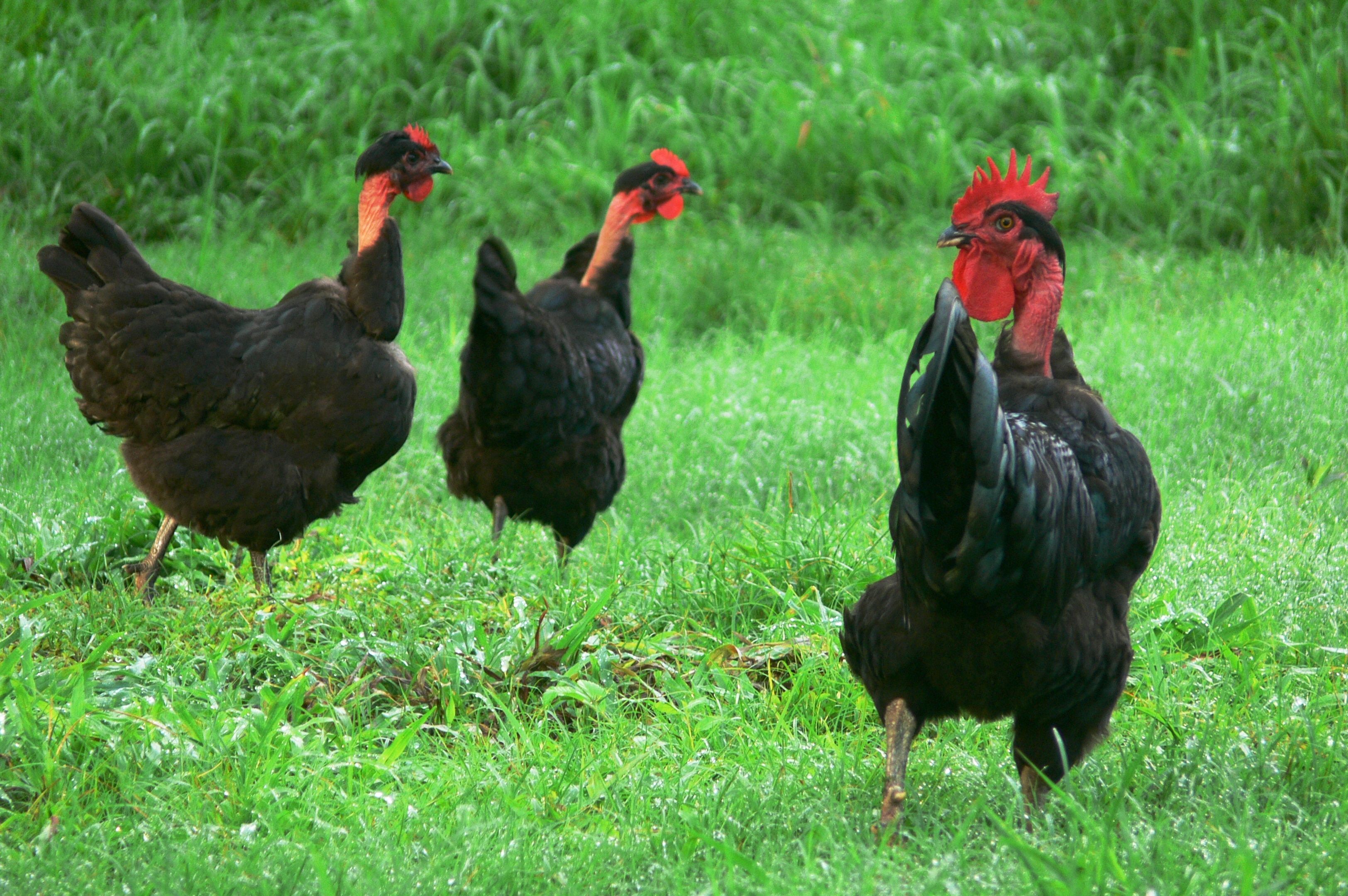 gallina piroca-3