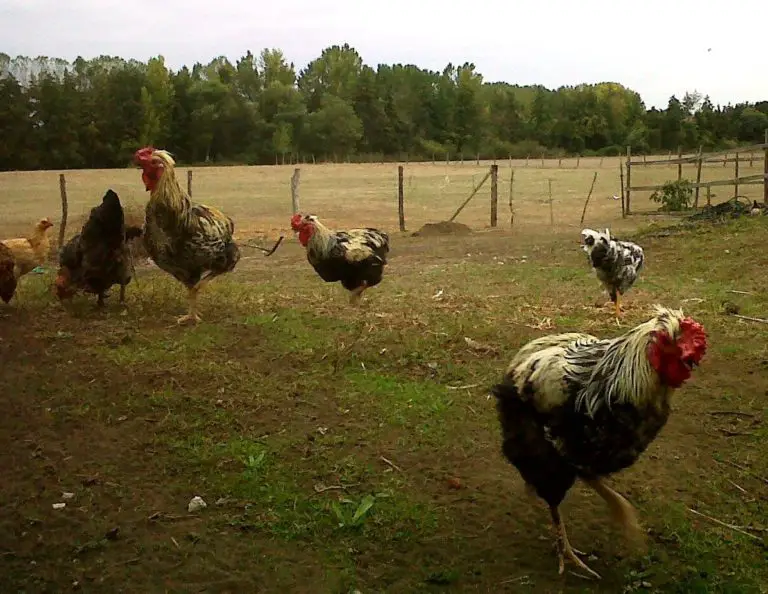 Gallinas De Raza Caracter Sticas Alimentaci N Crianza Y M S