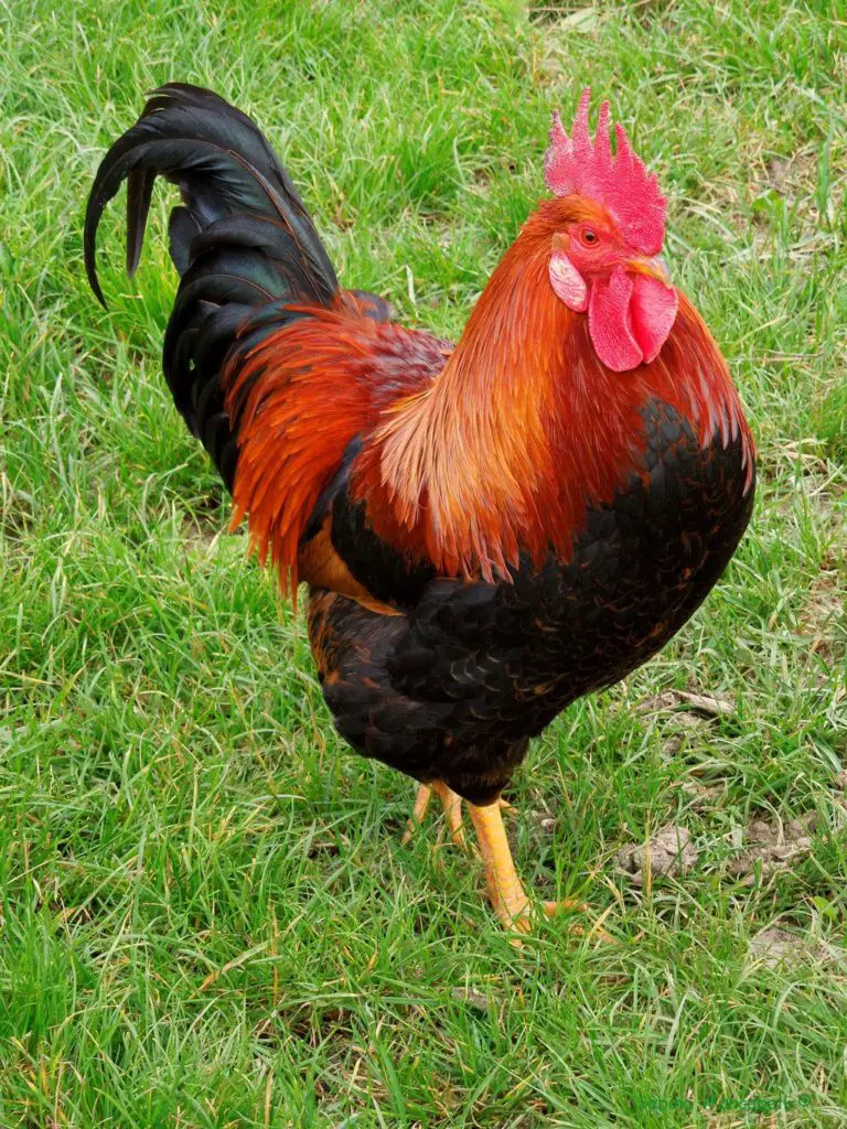 gallo-caracter-sticas-h-bitat-reproducci-n-comportamiento-y-m-s