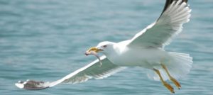 Gaviota Caracter Sticas Significado H Bitat Alimentaci N Especies