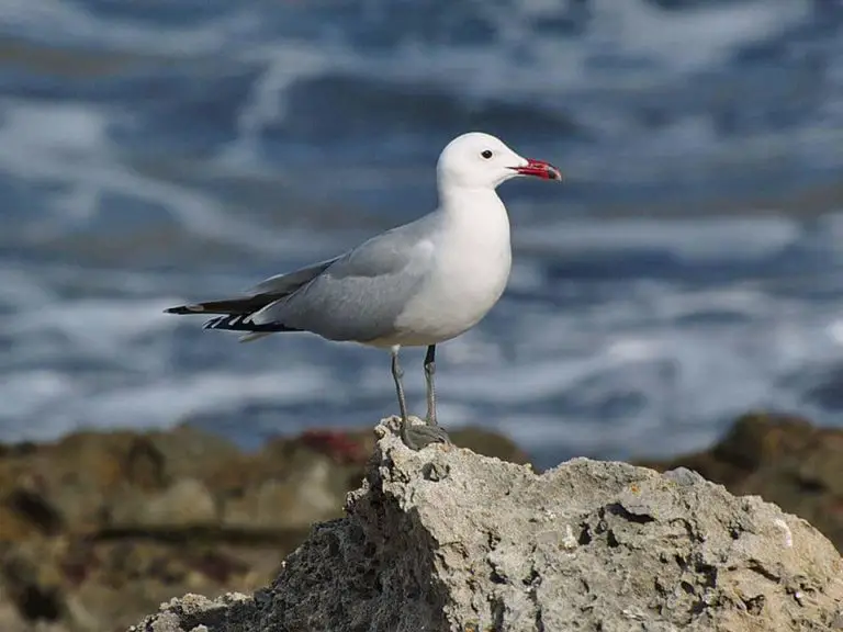 Gaviota Caracter Sticas Significado H Bitat Alimentaci N Especies