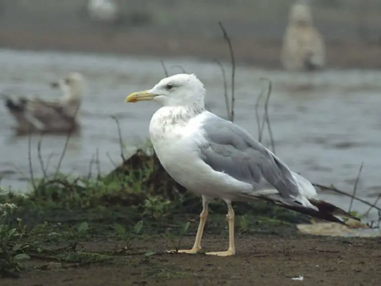 Gaviota Caracter Sticas Significado H Bitat Alimentaci N Especies