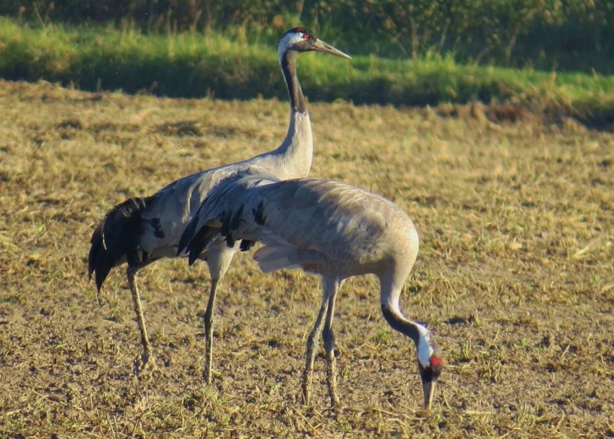 TIPOS DE GRULLAS 】 Características, Migración, Alimentación y mas