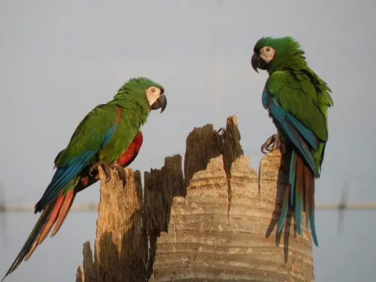 GUACAMAYA VERDE Características Alimentación Hábitat Extinción y más