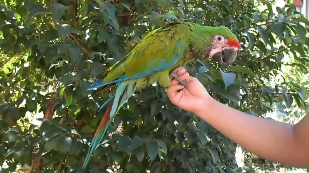 Guacamaya Verde Caracter Sticas Alimentaci N H Bitat Extinci N Y M S