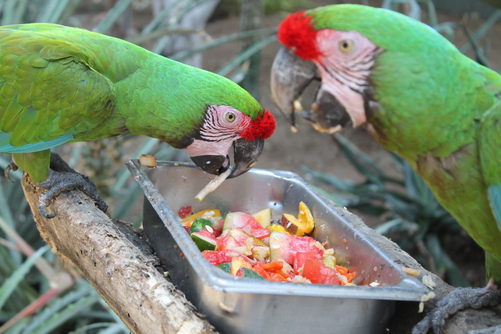 Guacamaya Verde Caracter Sticas Alimentaci N H Bitat Extinci N Y M S