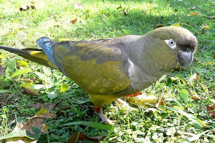 LORO BARRANQUERO Características Alimentación Reproducción y más