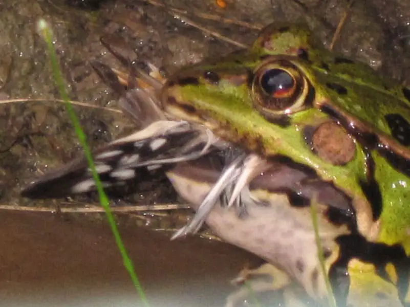 Sapo comiéndose un pájaro diamante