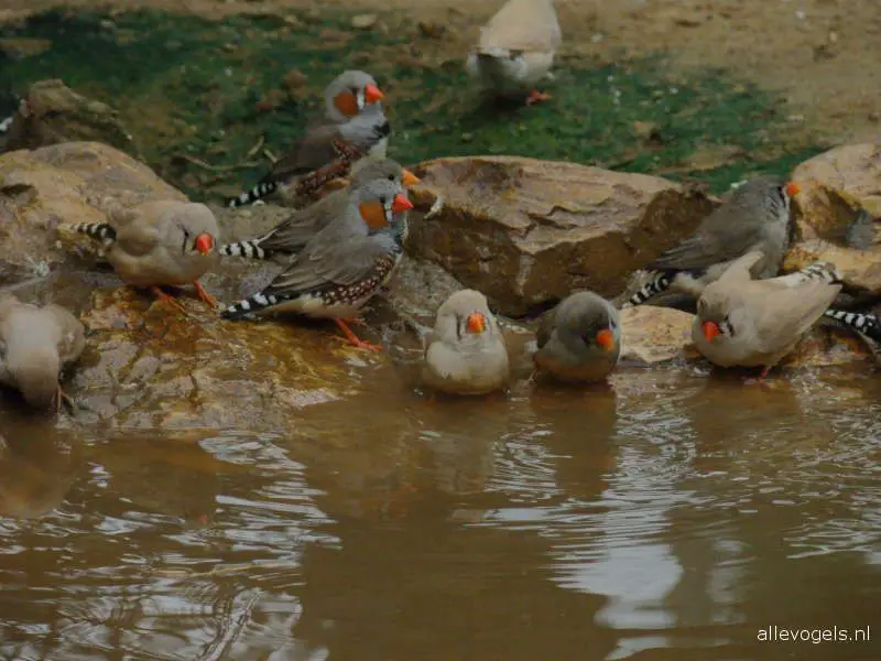 cercanos al agua