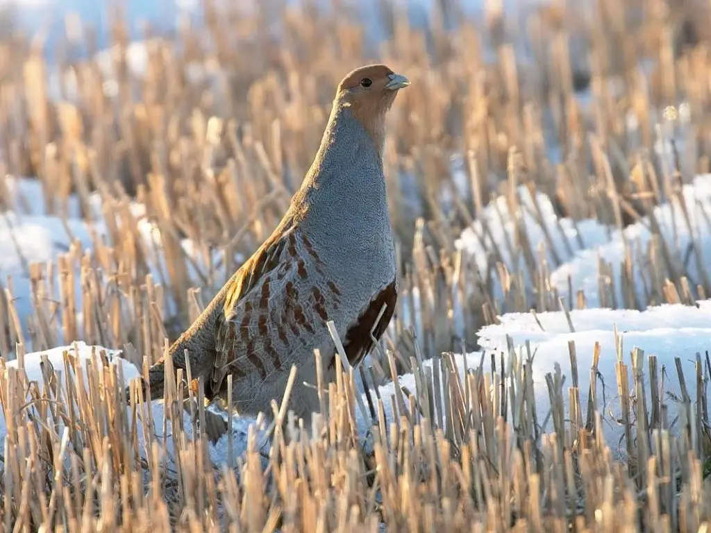 perdiz pardilla: todo lo que necesitas saber de esta especie