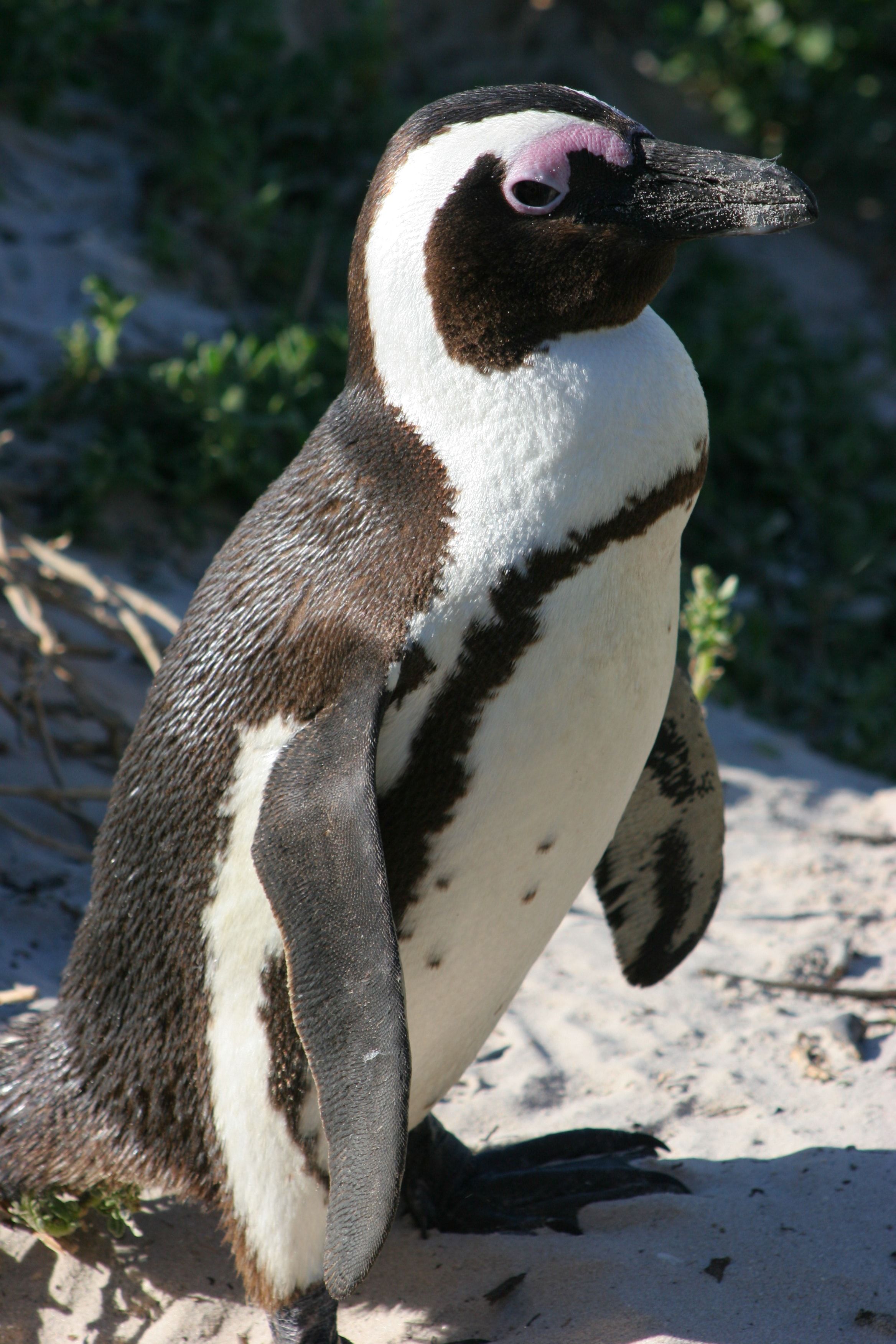 Pingüino galapagos