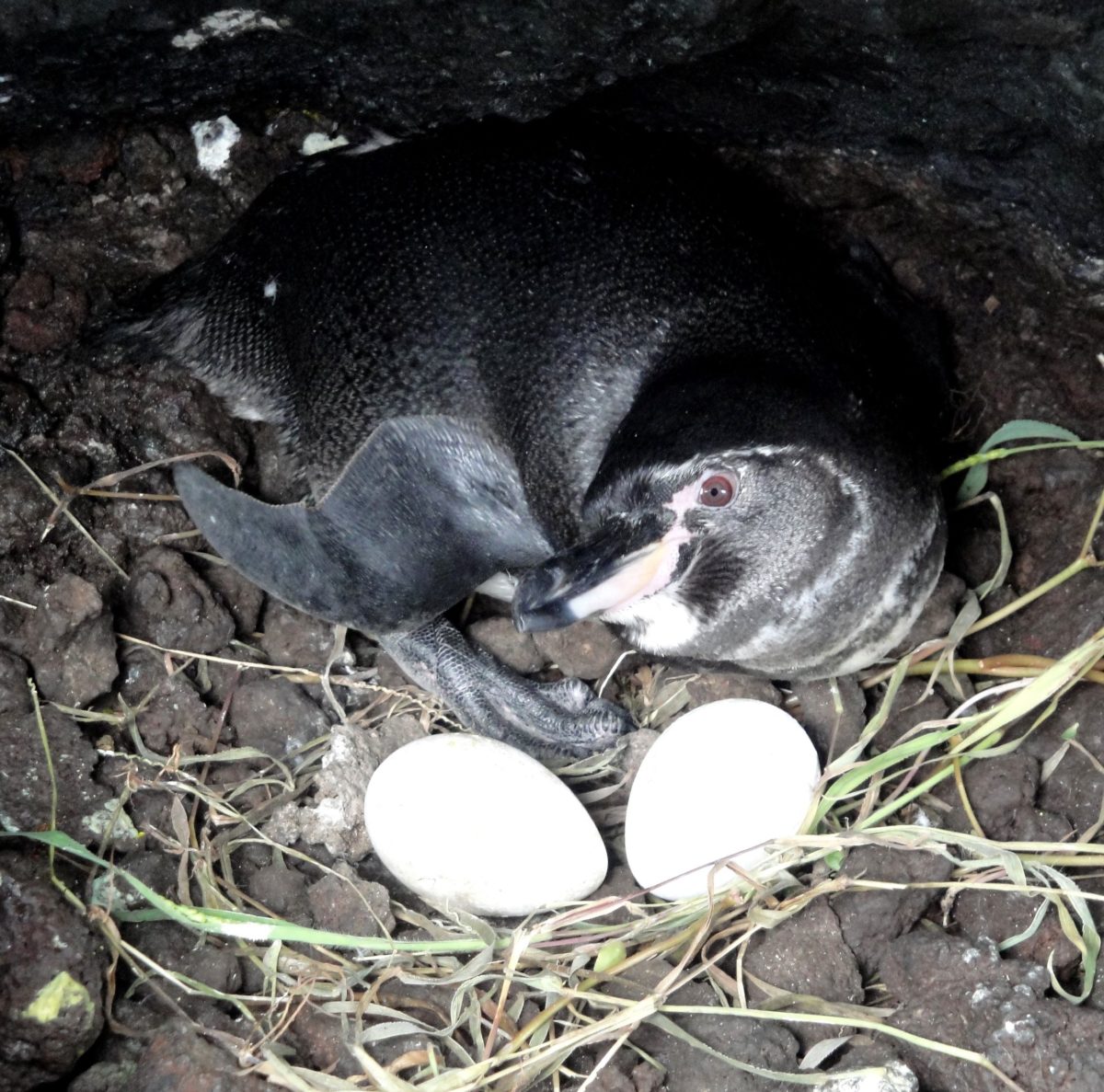 Pingüino de Galapagos en su nido.