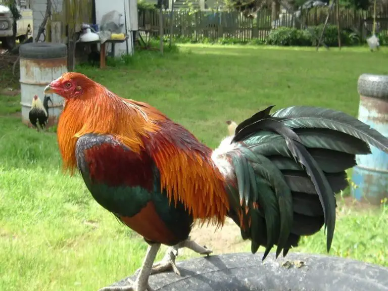 Razas De Gallos Todo Lo Que Necesitas Saber De Estas Aves