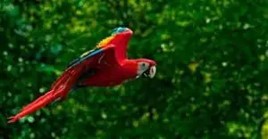 Aprende sobre las características de la guacamaya roja y su vuelo