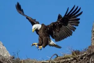 Características de las águilas y su alimentacion