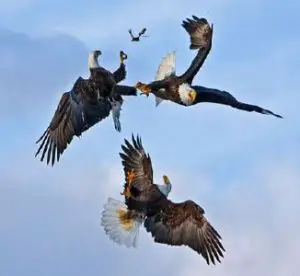 Características de las águilas y su comportamiento