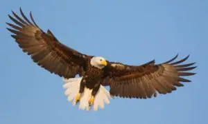 Características de las águilas y su vuelo