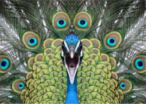 Características del pavo real y sus cualidades espectaculares