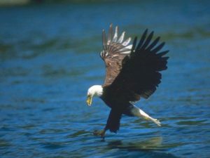Características de las águilas y su fantástica trayectoria