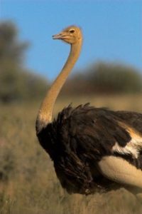 Características de las avestruces y su danzante andar
