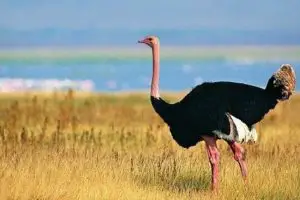 Características de las avestruces y su habitat