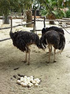Características de las avestruces y su reproduccion