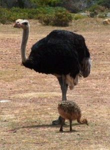 Características de las avestruces y su cria
